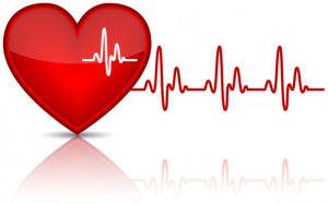 Sự khác biệt về nhịp tim giữa nam và nữ