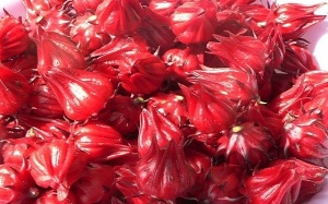 Cách ngâm Atiso đỏ với mật ong chữa ho, cảm cúm cho trẻ