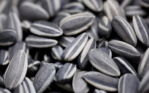 Hạt hướng dương có lợi cho sức khỏe