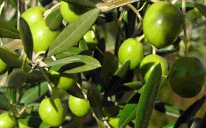 Giảm mỡ máu bằng lá cây olive