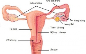 Trứng lép – Nguyên nhân gây vô sinh, hiếm muộn