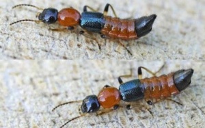 Xử trí đúng cách khi gặp kiến ba khoang