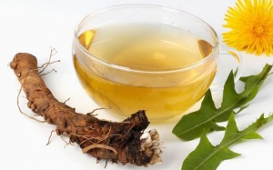 Xua tan bệnh gan nhiễm mỡ bằng rễ bồ công anh