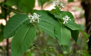 Đi tìm cây thuốc nổi tiếng trị bệnh đại tràng