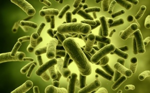 Đừng tưởng ăn rau mà không béo!