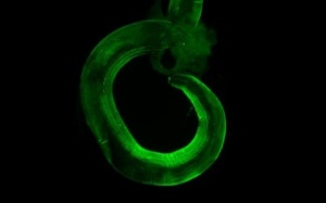 Giun đường ruột giúp tăng cường hệ miễn dịch