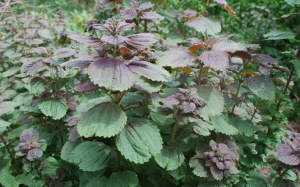 Rau tía tô: Thảo dược quý ngay trong vườn nhà