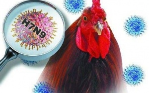 Nguy cơ cúm A/H7N9 xuất hiện ở Việt Nam