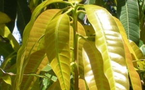 Cách sử dụng lá xoài điều trị đái tháo đường