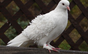 Dùng chim bồ câu để chẩn đoán ung thư