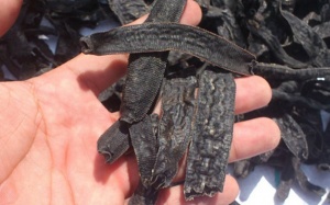 Bài thuốc nghìn năm từ con đỉa khô