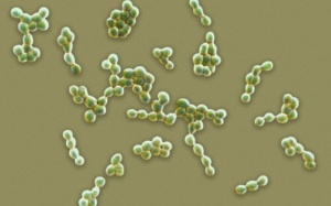 Những căn bệnh giết chết nạn nhân chỉ trong một ngày