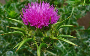 “Vệ sỹ” của lá gan