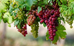 Giảm béo, đẹp da nhờ thực phẩm màu tím