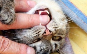 Bị mèo cắn có cần tiêm phòng dại?