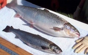 FDA cho phép sử dụng cá hồi biến đổi gene