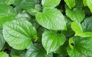 Có nên ngâm chân, tay bằng lá lốt trị mồ hôi nhiều?