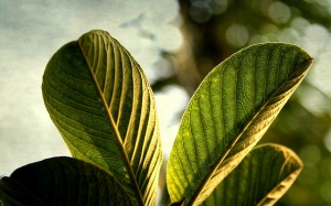 Trị tiêu chảy, giảm khó chịu do dị ứng bằng lá ổi