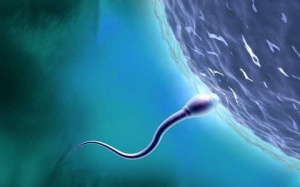 Tinh trùng bị đứt gãy ADN có thể có con không? 