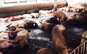 'Trảm' một công ty vì nhập số lượng lớn chất tạo nạc