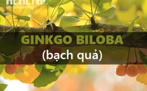 Khi TPCN Ginkgo biloba 'tạo phản' 