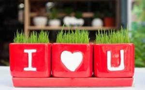 Cách làm chậu cảnh nhỏ xinh để bàn (P2)