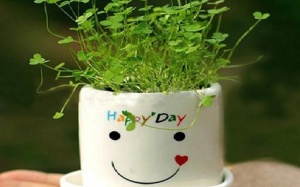 Cách làm chậu cảnh nhỏ xinh để bàn 