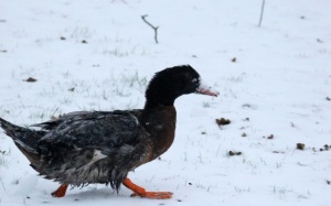 Chủng cúm gia cầm tại Pháp không gây nguy hiểm cho người?