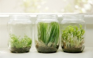 Tuyệt chiêu ươm rau mầm trong bình thủy tinh