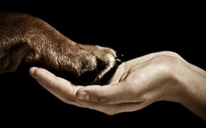 Chùm ảnh giải cứu động vật lay động lòng người