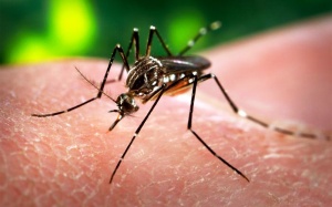 Sốt, nổi mẩn coi chừng là do virus Zika