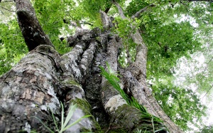 'Cây thị ăn thề' gắn với giai thoại vua Lê Lợi