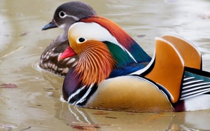 Chi bạc triệu 'săn' chim, gà độc - lạ biếu Tết