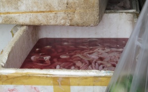 Bắt xe tải chở 300kg nội tạng bốc mùi hôi thối