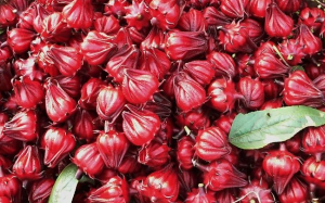 Người bị huyết áp thấp có được uống hoa atiso đỏ?