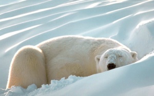 Vì sao bạn muốn ngủ nhiều hơn vào mùa Đông?