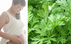 Bà bầu không nhất thiết phải kiêng ăn ngải cứu