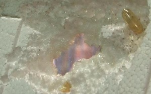 Cục An toàn thực phẩm nói gì vụ dầu cá Omega 3 'ăn' xốp