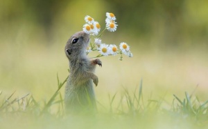 Yêu khôn tả xiết những khoảnh khắc động vật 'thưởng' hoa