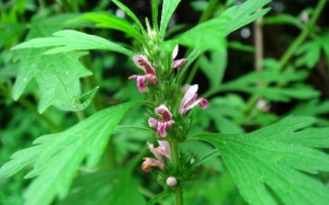 Kinh nguyệt không đều có nên dùng ích mẫu?