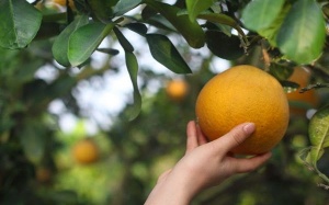 Bí quyết chọn bưởi Diễn chuẩn