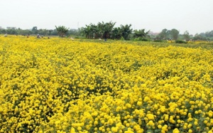 Rực rỡ đồng hoa cúc “tiến vua” phố Hiến 