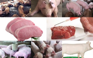 Thịt heo toàn chất cấm - Tết này biết ăn gì?