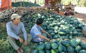 Dưa hấu Tết 1.000 đồng/kg bán đổ đống ven đường