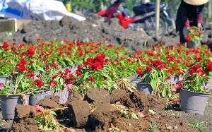 Gần 2.000 chậu hoa Tết bị nhổ gốc, vặt trụi lá