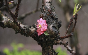 Hà Nội siêu rét, đào 'chảnh' ung dung ngồi điều hòa
