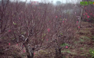 Đào Nhật Tân sẽ nở đúng dịp Tết: Nông dân được nhờ!