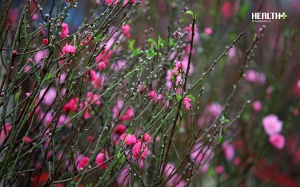 Bí quyết giữ hoa đào tươi lâu ngày Tết