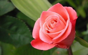 10 loại hoa chữa bệnh tốt hơn thuốc