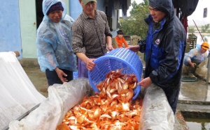 Làng bán cá chép tiễn Táo quân về trời